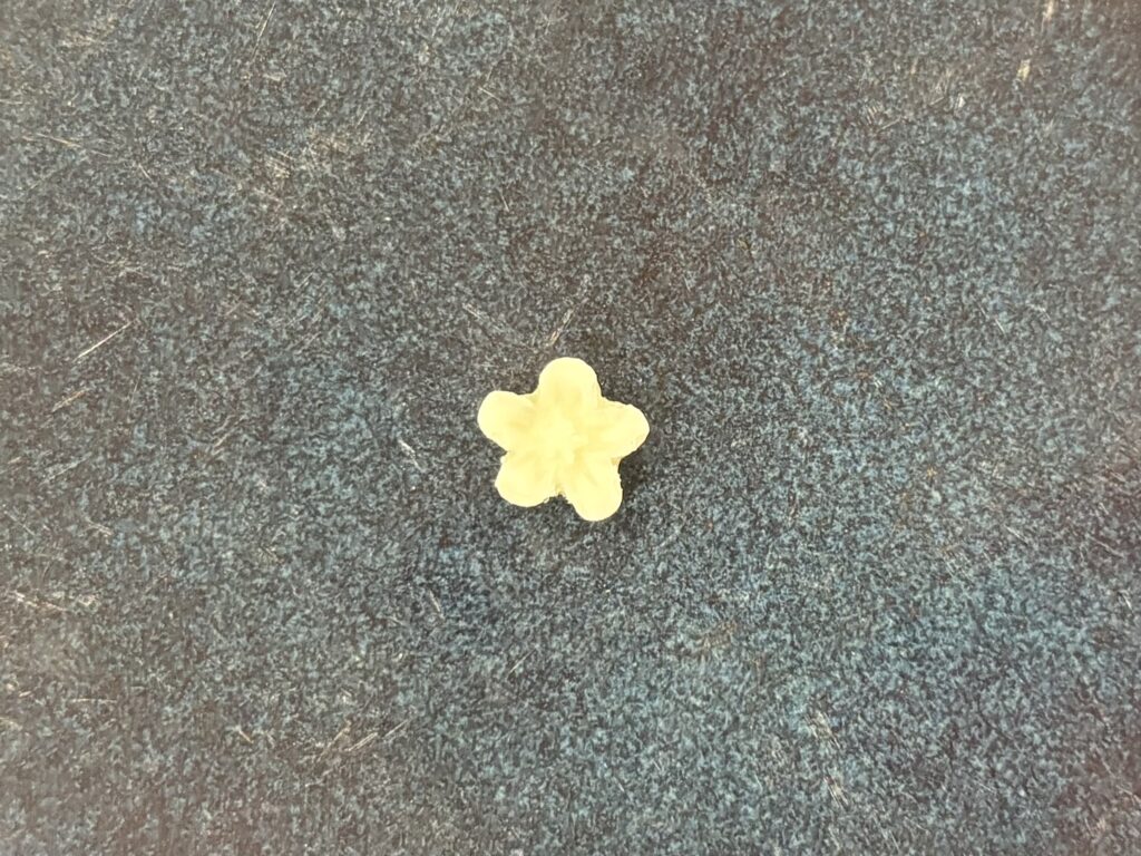 flower small 5 points 2